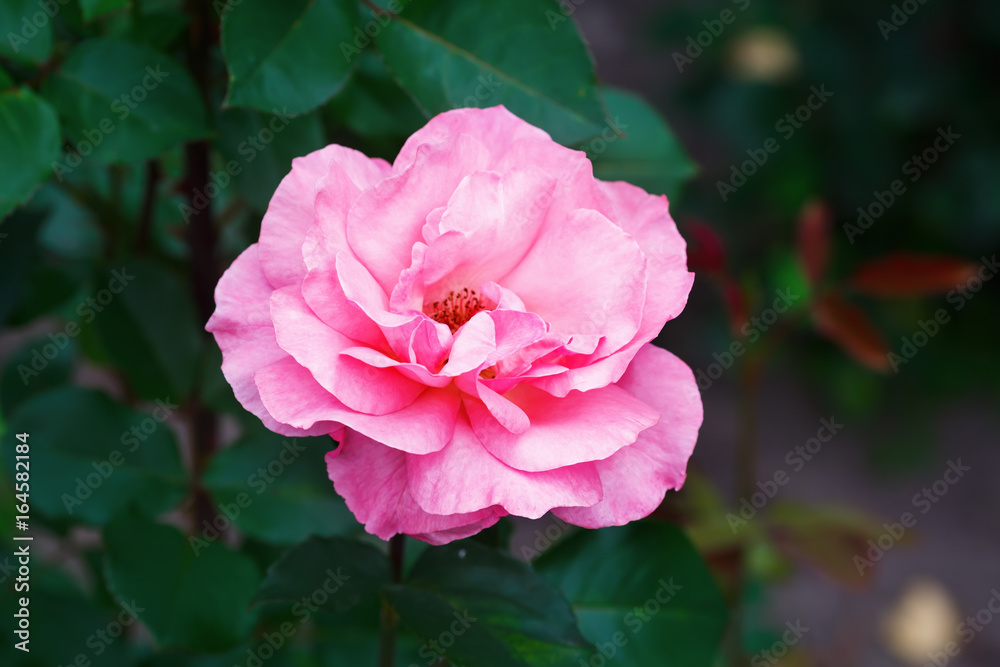 Bright pink rose flower on a blurred background of green foliage. Shallow depth of field. Selective focus.