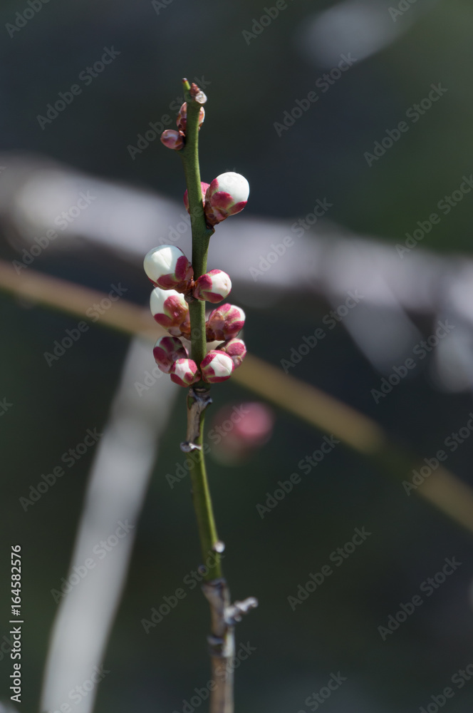 Spring plum blossom in shrine,Japan. Spring plum blossom in shrine,Japan.