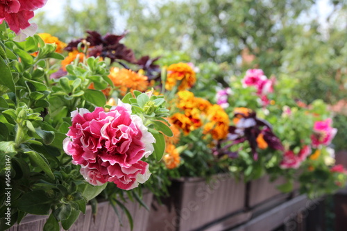 Bunter Balkonkasten  im Sommer