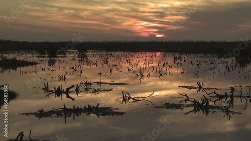 Flock of Flamingos Swimming And Feeding 1