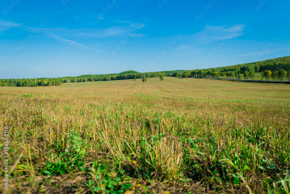 Mowed grass on a wild field