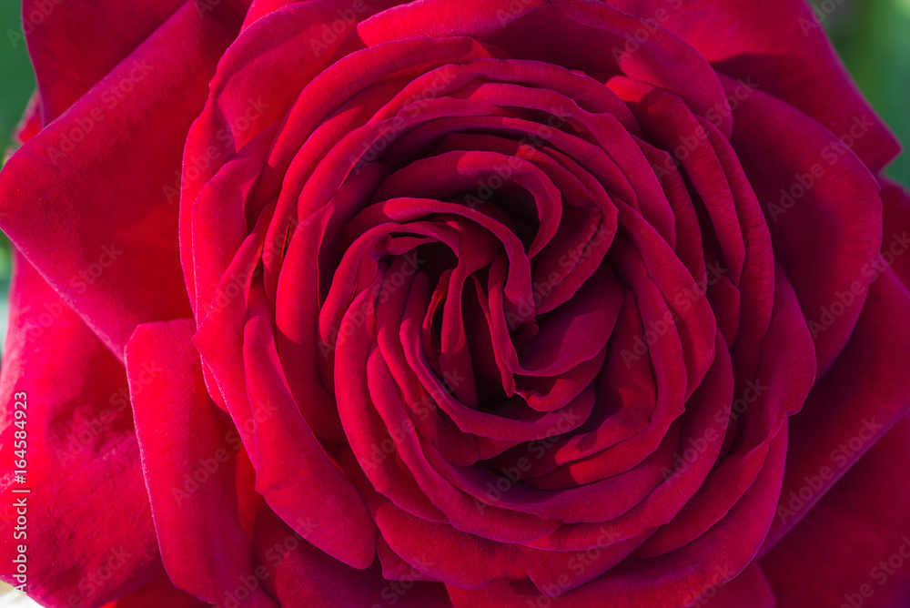 absolutly beautiful red rose absolutly beautiful red rose