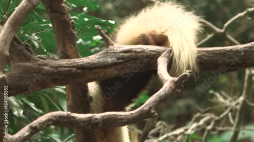 Black and white anteater walks up a branch