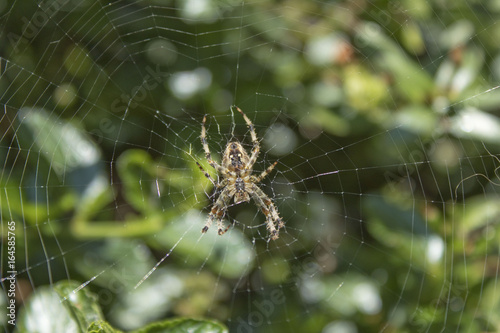 Garden spider (araneus diadematus) on its web on a summer afternoon