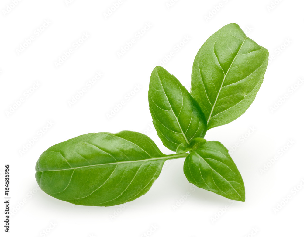 Basil Basil