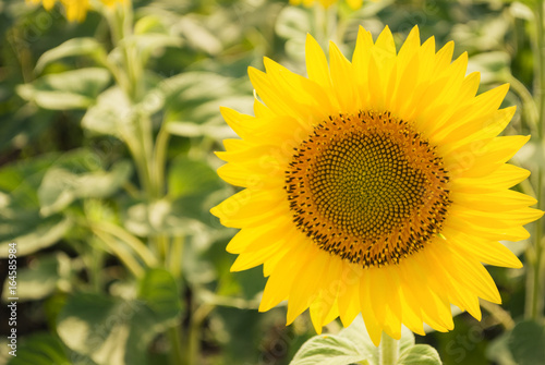 Sunflower field