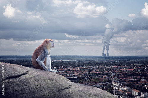 Einsame Affe sitzt über die Stadt photo