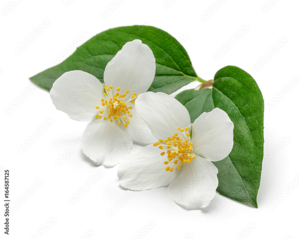 Obraz premium Jasmine