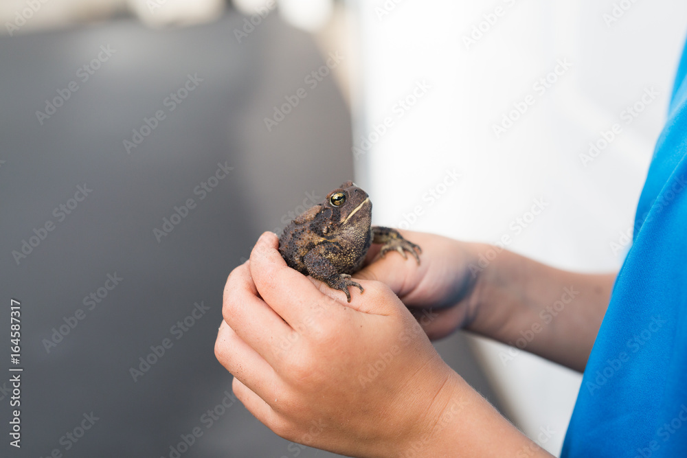 boy holding toad in hands, mid section boy holding toad in hands, mid section