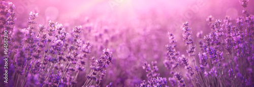 Photo violet lavender field