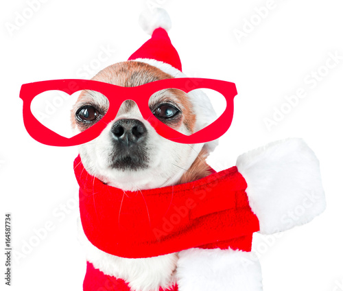 Cute dog chihuahua in santa claus costume with red glasses on the eyes on isolated white background. Chinese New Year 2018 The Year of the Dog. © marmoset