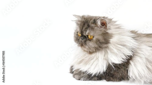 Cute persian cat still looking at free space on side