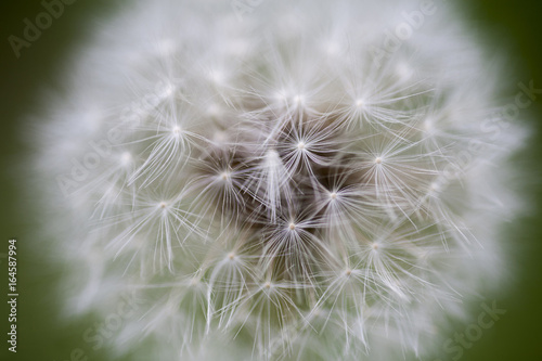 dandelion tender texture closeup background  natural structure flower summer