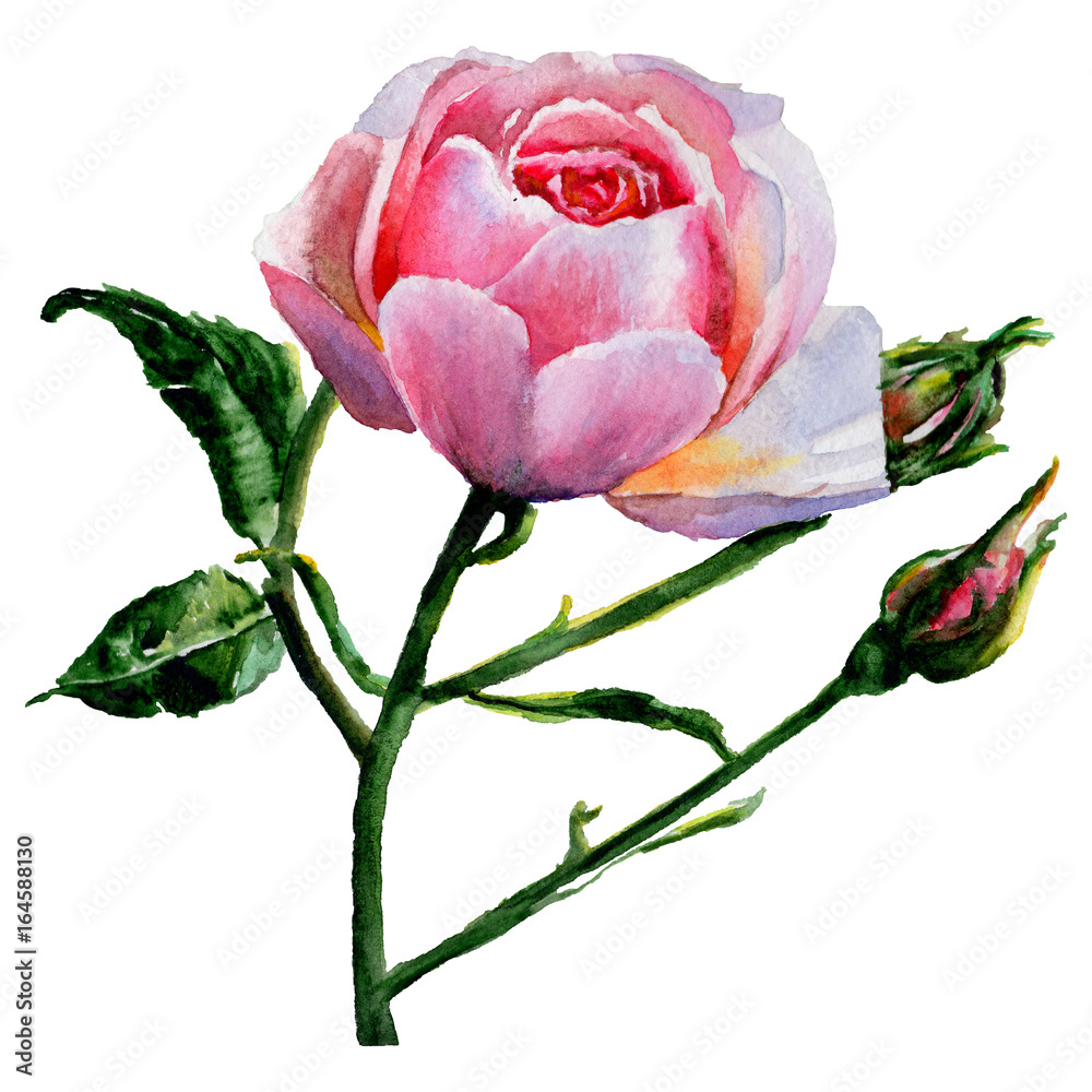 Fototapeta premium Wildflower rose flower in a watercolor style isolated. Full name of the plant: rose. Aquarelle wild flower for background, texture, wrapper pattern, frame or border.
