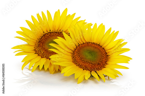 Fototapeta Naklejka Na Ścianę i Meble -  Sunflower