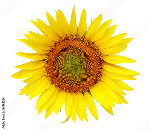 Fototapeta Naklejka Na Ścianę i Meble -  Sunflower