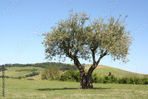 landscape with blooming olive tree in spring