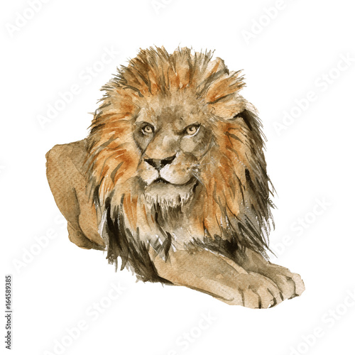 Fototapeta Naklejka Na Ścianę i Meble -  One lion. Isolated on white background. 
