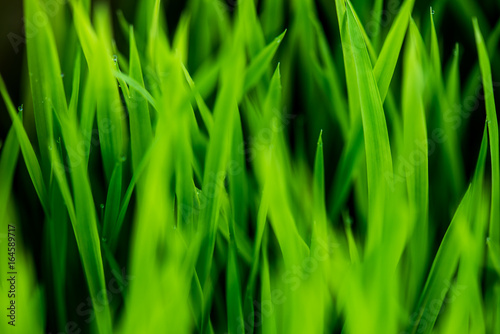 Water drops on the green grass.