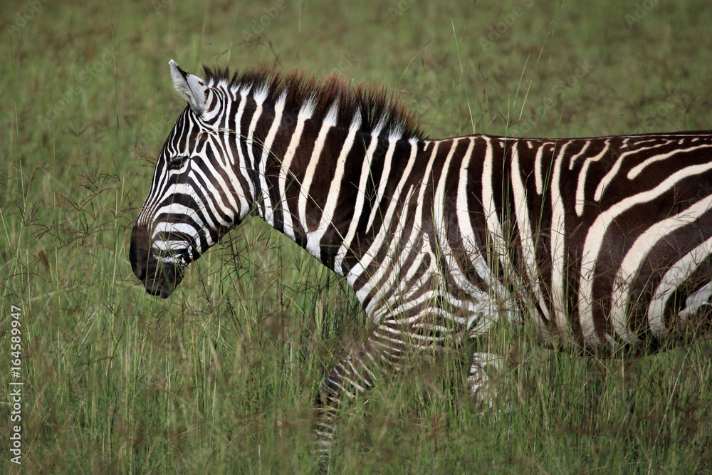 Obraz premium Zebra - Kenya
