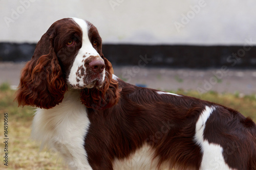 Photography dog breed English Springer Spaniel
