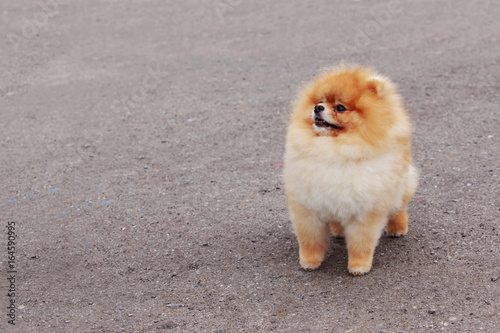 Dog breed Pomeranian spitz © deviddo
