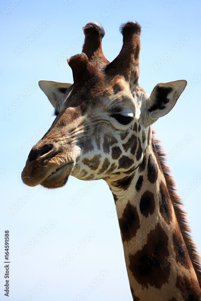 Fototapeta premium Giraffe - Kenya