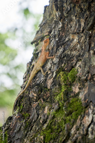 Gecko or lizard is climbing on the bark of a tree in Vietnam. With copyspace. vertical.