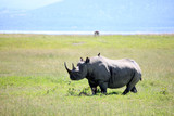 Rhino in Kenya
