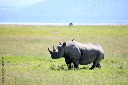 Rhino in Kenya