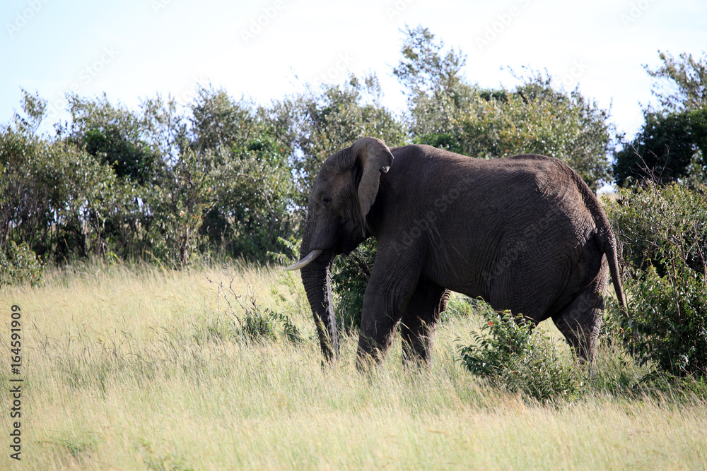 Elephant - Maasai Mara Reserve - Kenya