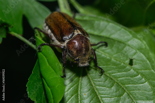 Gerippter Brachkäfer sitzt auf einem Blatt