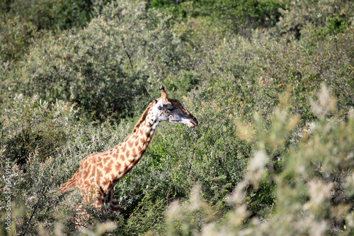 Giraffe - Maasai Mara Reserve - Kenya