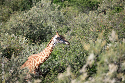 Giraffe - Maasai Mara Reserve - Kenya