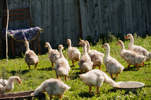 Goslings, run along the grass.