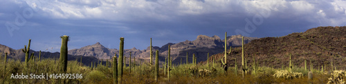 The huge cactus - Carnegie giant (Carnegiea gigantea). Organ Pipe Cactus National Monument, Arizona, US photo