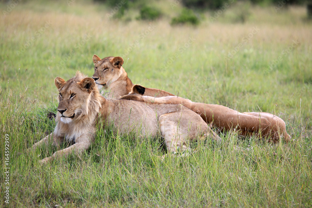Obraz premium Lion Couple - Maasai Mara Reserve - Kenya