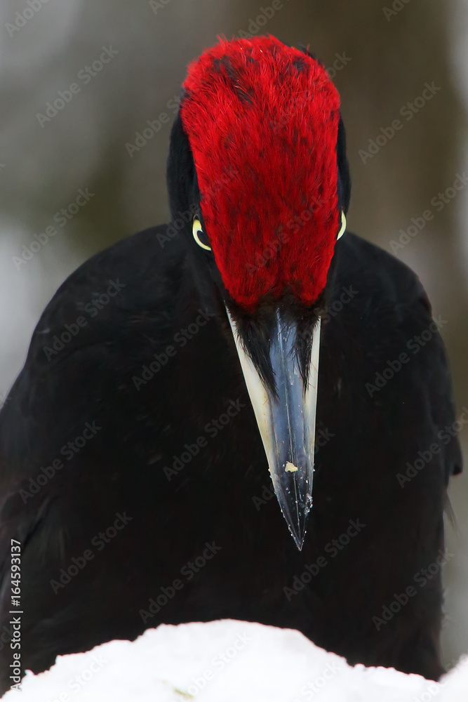 Fototapeta premium The black woodpecker (Dryocopus martius) portrait on the snow