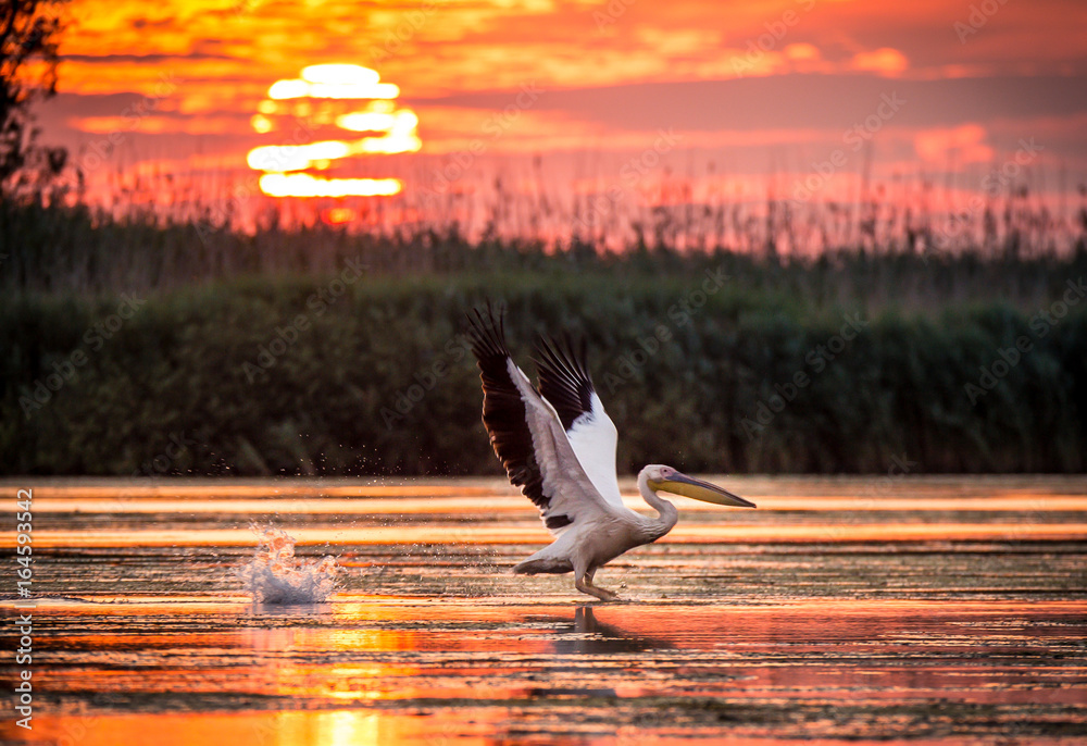 Obraz premium Pelicans flying at sunrise in Danube Delta, Romania