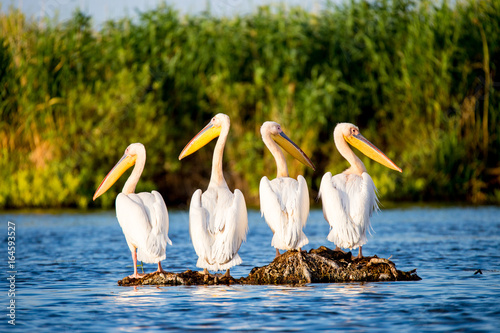 Pelican colony in Danube Delta Romania photo