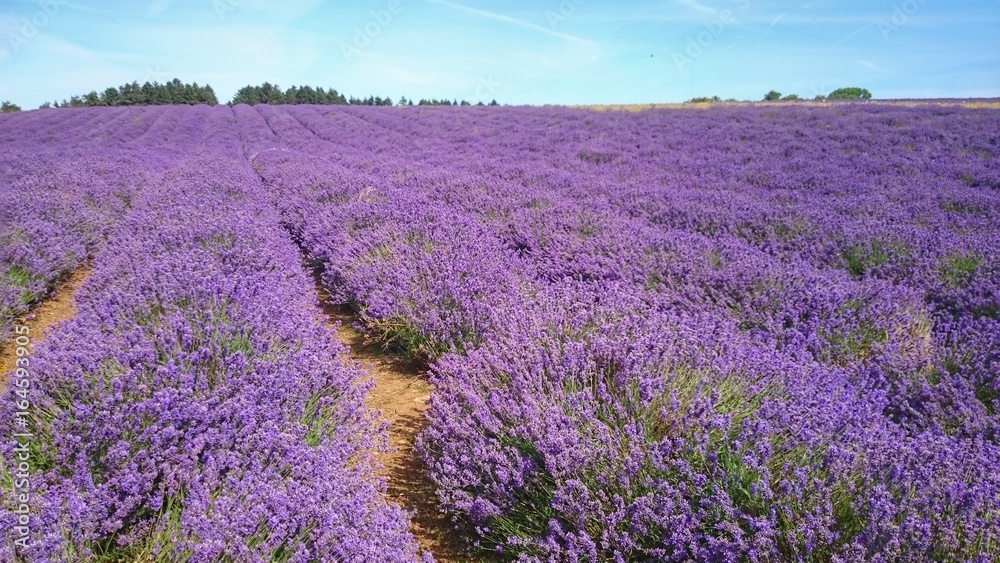 Obraz premium Lavender Farm 