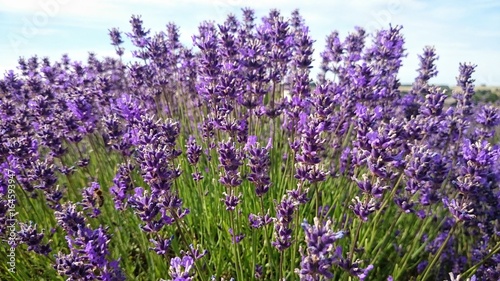 Beautiful color of lavender 