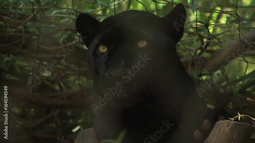 Black Panther Resting On The Shade
