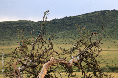 The Great Rift Valley - Maasai Mara - Kenya © Sam D'Cruz