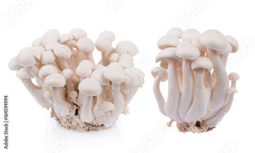 white shimeji mushrooms isolated on white background