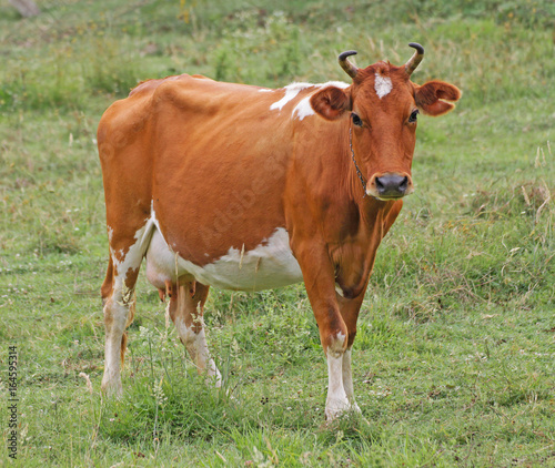 yellow orange cow looking into the camera on the grass