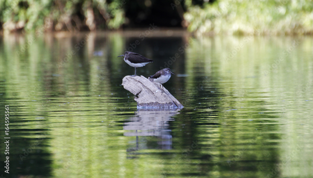 two sandpipers standing on a long in the river two sandpipers standing on a long in the river