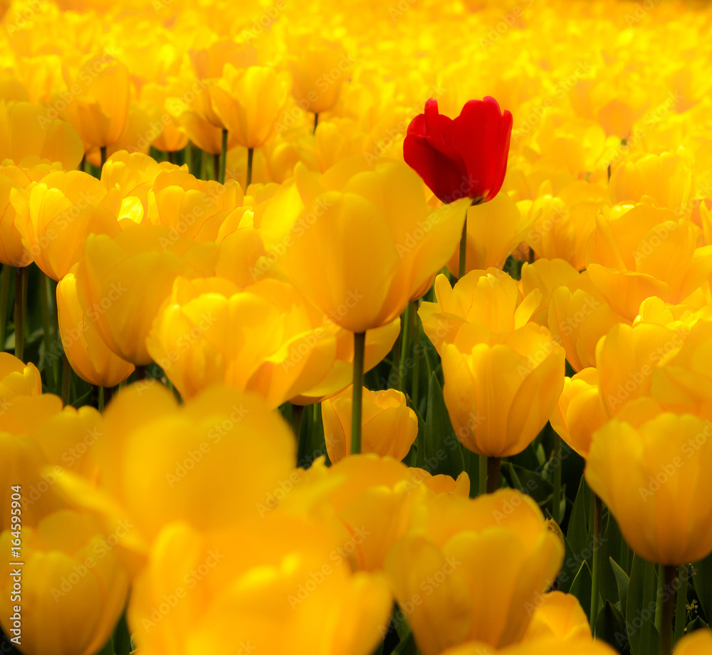 Tulip. Beautiful field garden of tulips. colorful tulips. tulips in spring,colourful tulip different standing out tulip Tulip. Beautiful field garden of tulips. colorful tulips. tulips in spring,colourful tulip different standing out tulip