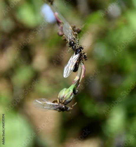 Schwarmflug der fliegenden Ameisen photo
