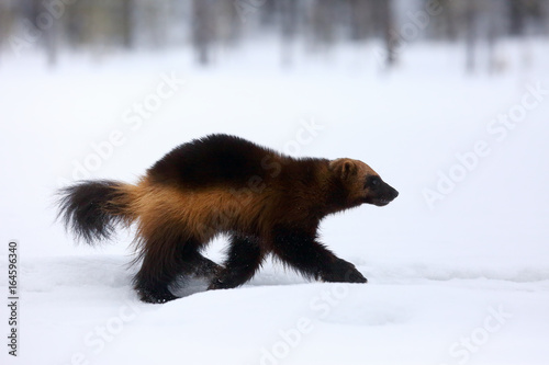 The wolverine (Gulo gulo) , also as the glutton, carcajou, skunk bear, or quickhatch on the snow
